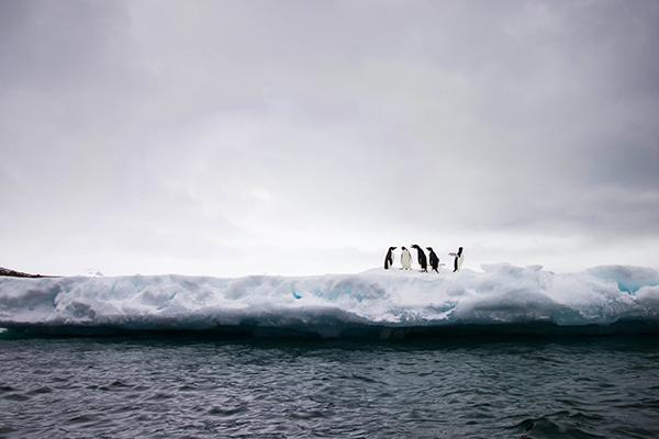 Penguins group together on the ice. The dark blue arctic waters are seen directly in front of them