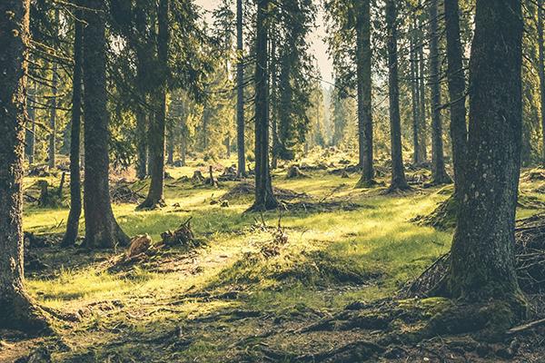 Mossy forest ground with many trees