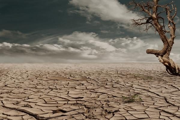 Drought scene with dry tree and clouds