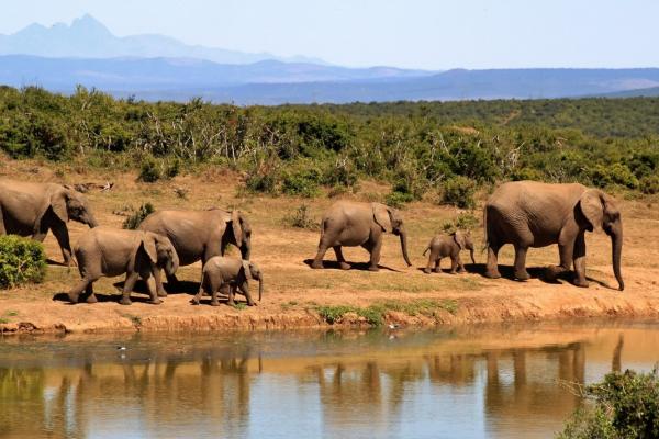 Elephants along the river in Africa