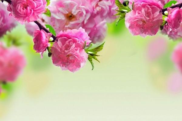 Pink flowers on tree branches