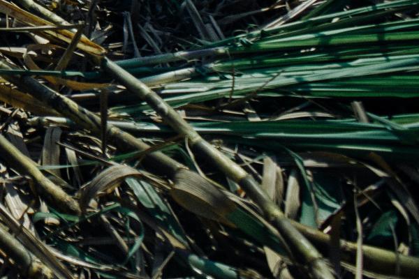 Sugar canes on ground in field
