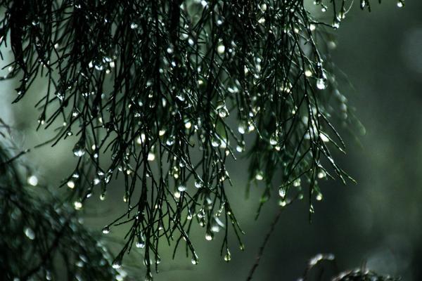 Rain drops on pine like leaves