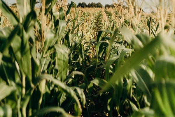 inside green Corn field with view of trees at a distance on a clear day