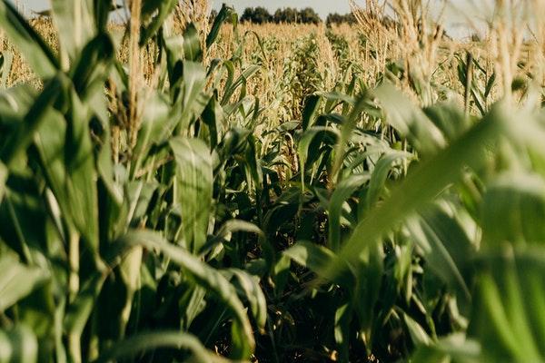 inside green Corn field with  view of trees at a distance on a clear day