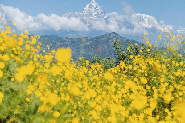 Field of yellow flowers under a blue sky and mountains.