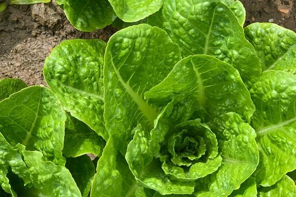 One green round romaine lettuce head on brown soil.