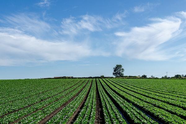 Farm field with organized rows of vegetation and a tree line in a distance with a big tree and power line with white feather clouds and blue skies