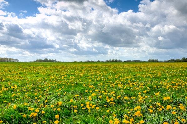 an open field full of yellow Dandelion flowers with green leaves and blue skies with white buffy clouds. 
