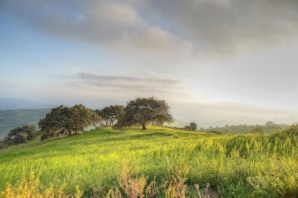 a green field on a hill with trees in a distance and blue skies and white flat clouds