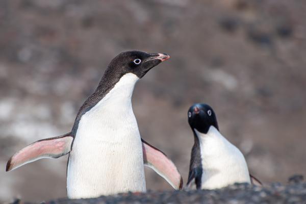 2 white chested black head penguins chest up in black sand hill in foreground and blurred background with left penguin standing up a bit spreading it's flippers revealing ventral pink skin on each flipper