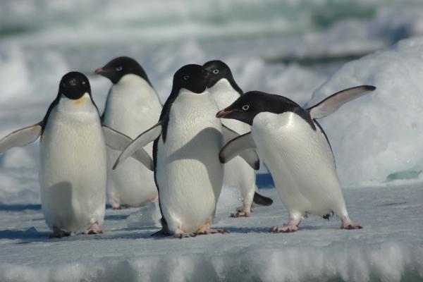 Five Adélie penguins waddling across the ice. They are small and smooth, with mostly white bodies, except for their heads and backs.