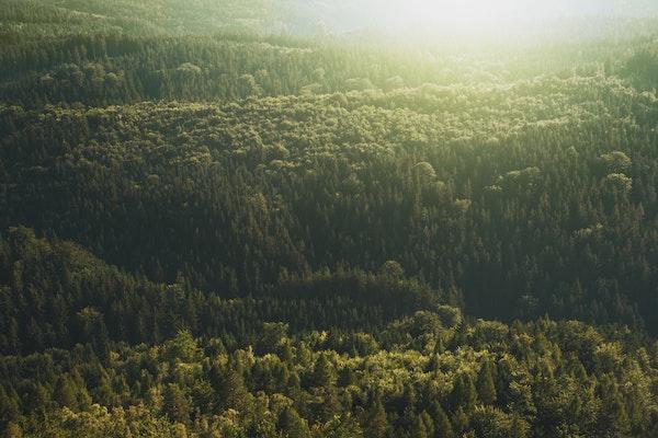Aerial view of the tree tops in sunlight 