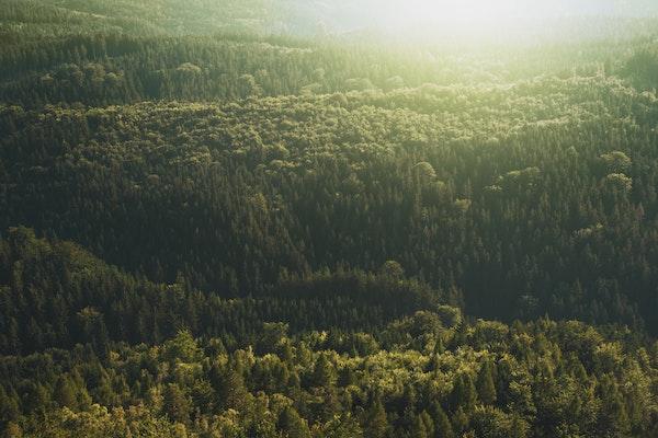 Aerial view of the tree tops in sunlight