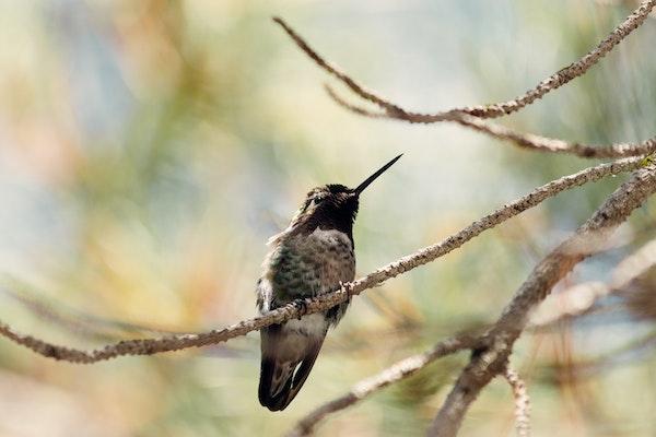 Humming bird on a banch