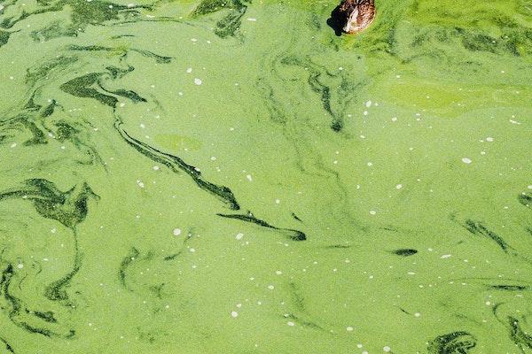 Duck swimming in green water with algal bloom