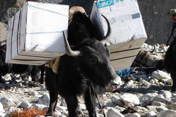 Black yak carrying large Styrofoam boxes in rocky mountains 