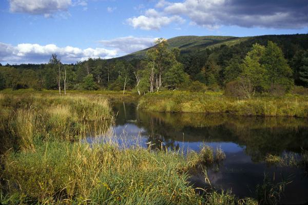 Mountain wetlands with tall grass, still water, and trees dotting the area.