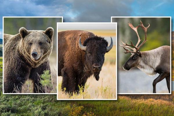 Collage of three animal images side by side:a bear, a buffalo and a caribu. 