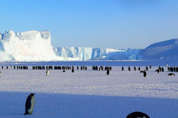 Penguins on Ice under clear blue skies.