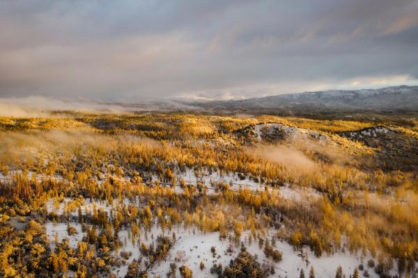 An Aerial View of trees with brown leaves in a snow covered field under gray white Clouds.