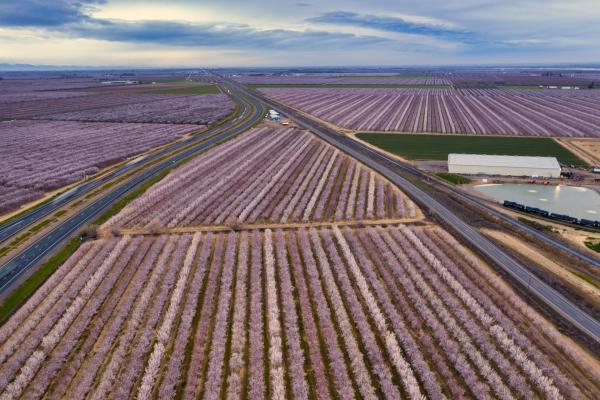 Aerial view of tree farms and a building along and between stretches of highway, under blue skies and white clouds.