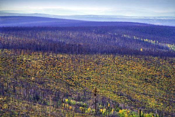 Landscape of a forest full of trees