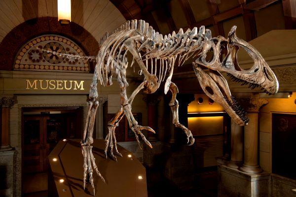 Exhibition of a cryolophosaur dinosaur skeleton