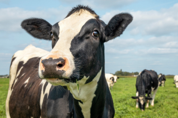 Close up photo of a cow with other cows in the background