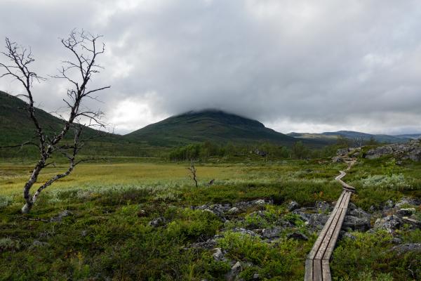 Panoramic view of a wooden boardwalk meandering through a lush, rocky landscape in Lapland, with a solitary leafless tree on the left and misty mountains in the background.