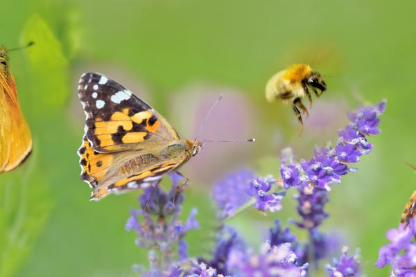 honey bee, butterfly and lady bud on lavender flowers in panoramic view