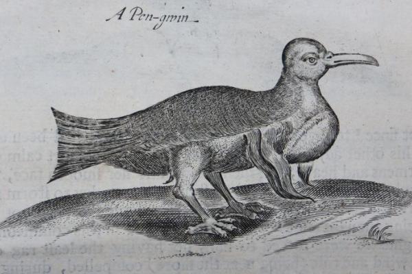 A drawing in gray of a penguin head and torso on a turkey like body.