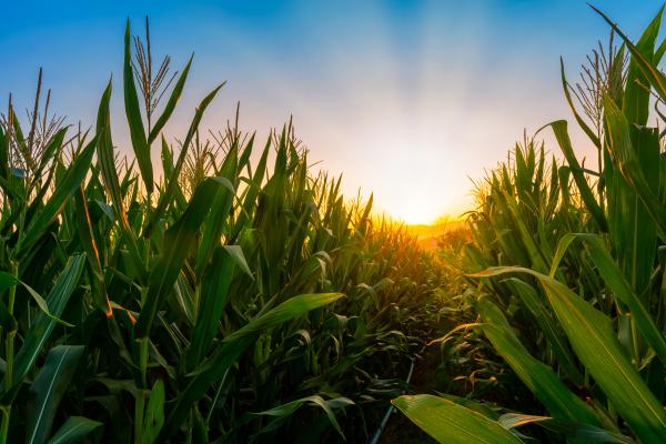 A corn field during sun rise.