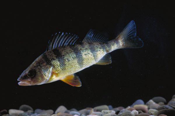 A striped fish in the dark water with peddles at the bottom.