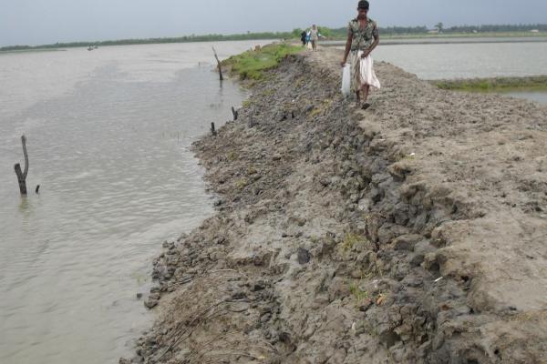 Eroded embankment along Bangladesh river Eroded embankment with a man walking along the river