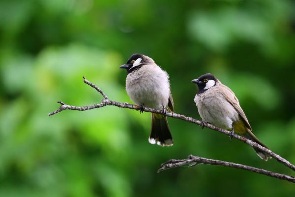 Two birds sitting on a branch.