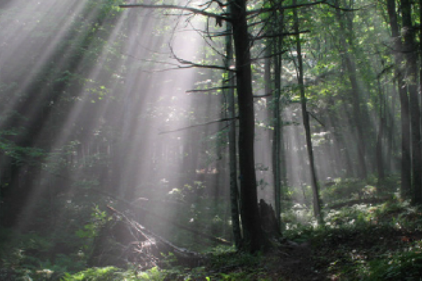 Ecosystem Eco