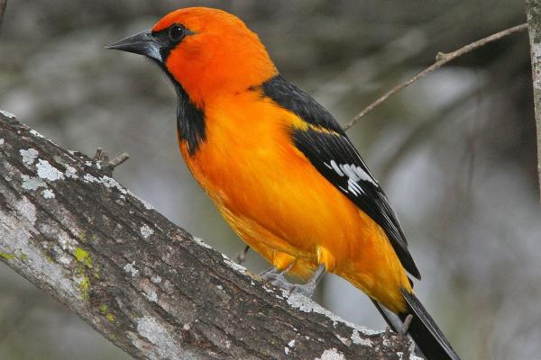 Spatiotemporal scaling of avian diversity change Spatiotemporal scaling of avian diversity change