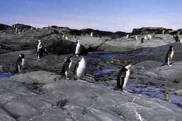 Penguins Penguins. PHOTO: ANNE GRUNOW