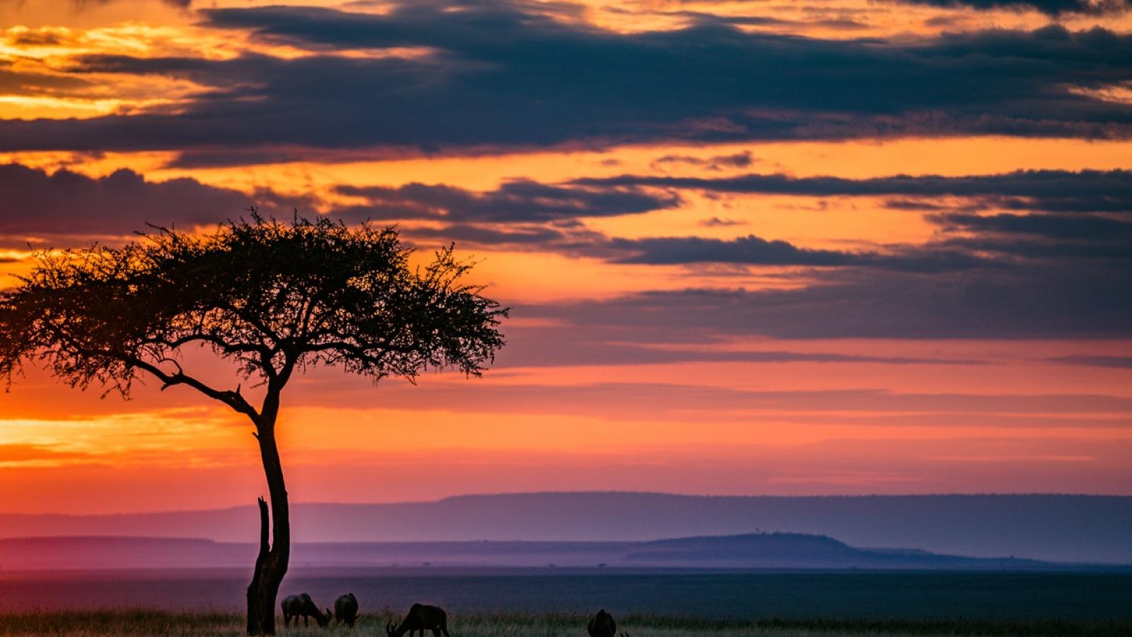 Sunset in Africa with an outline of a tree and animals 