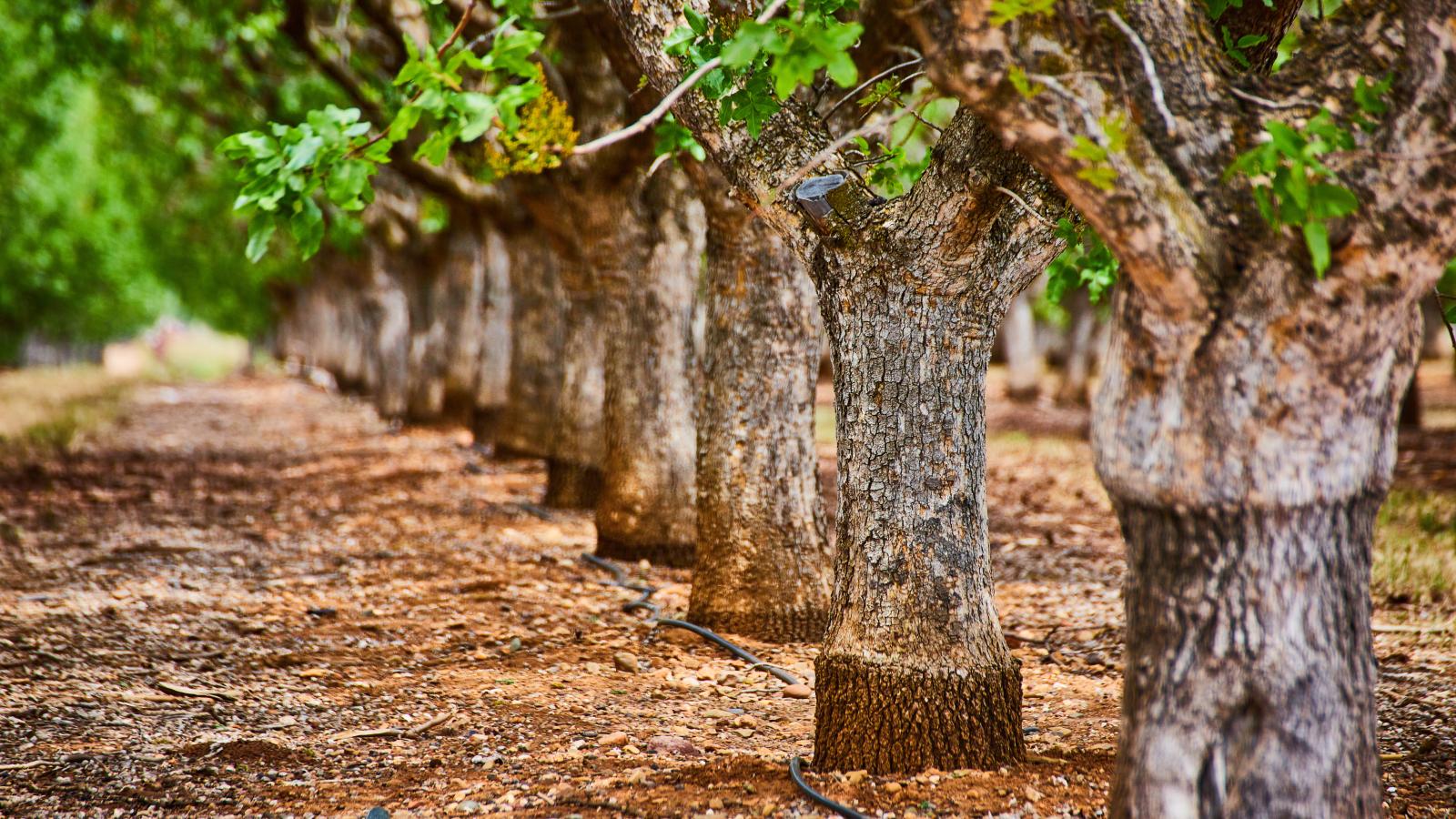 Tree trunks in detail of a row of almond trees in farm