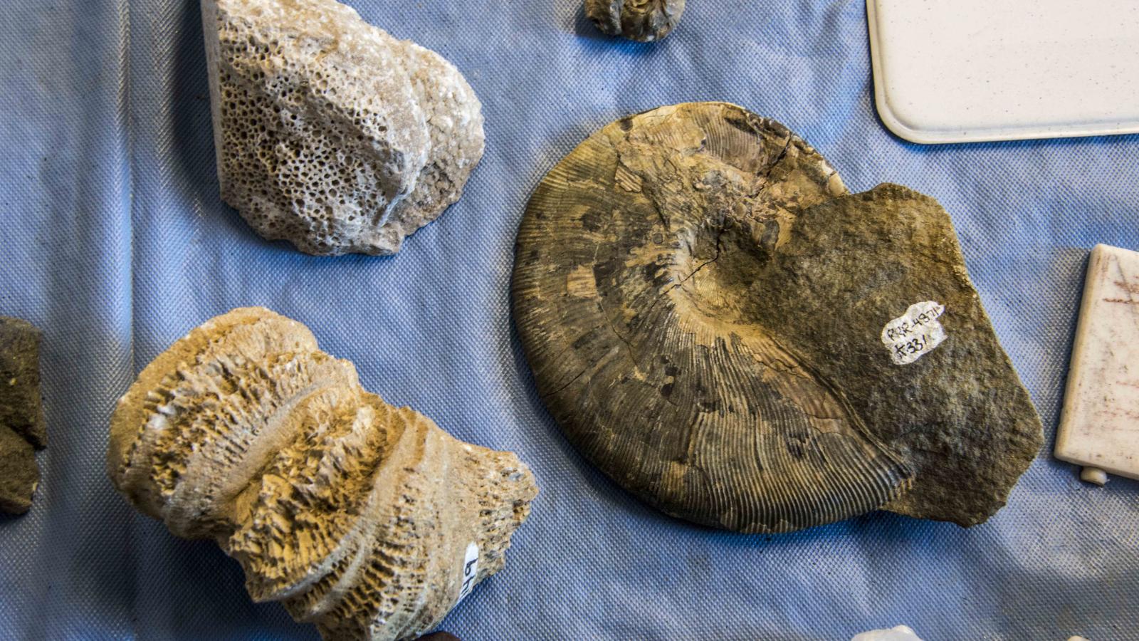 fossil samples in Polar Rock Repository