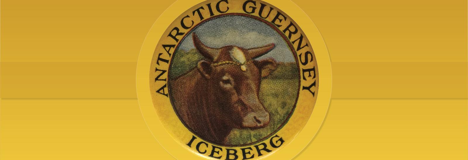 Drawing of a cow with the text "Antarctica Guernsey Iceberg"