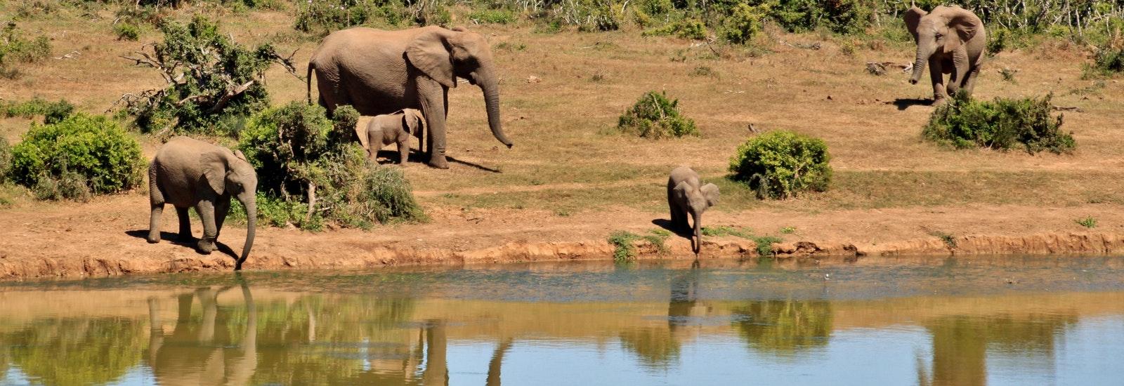 Elephants along a River in Africa