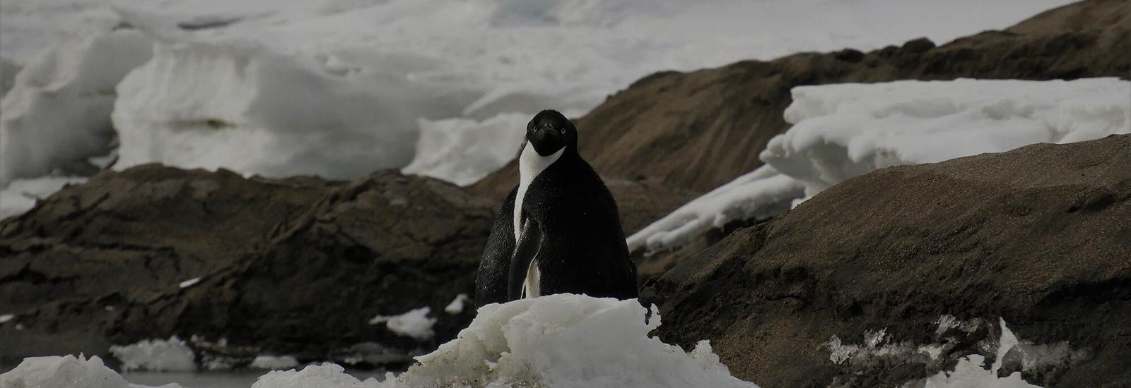 Antarctic Landscape with Penguin in the background 