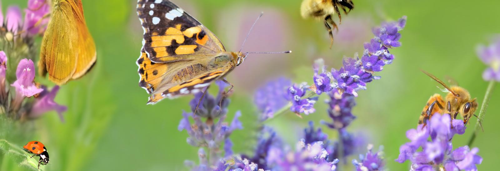 Honey bee, butterflies and lady bud on lavender flowers in panoramic view.