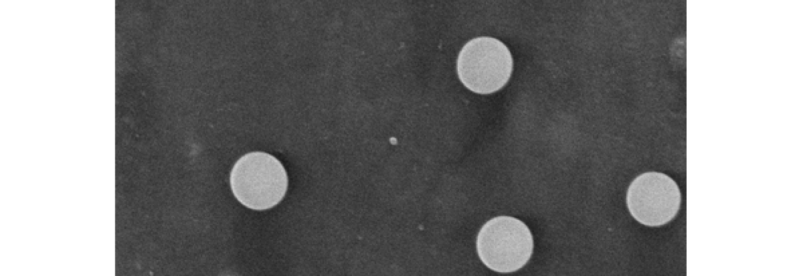 Close-up image of microscopic circular features on a surface, viewed under an electron microscope.